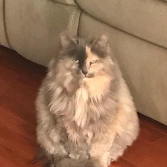 My Baby NOT FOR SALE - Picture 3 of 8